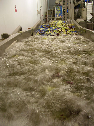 vegies_washing